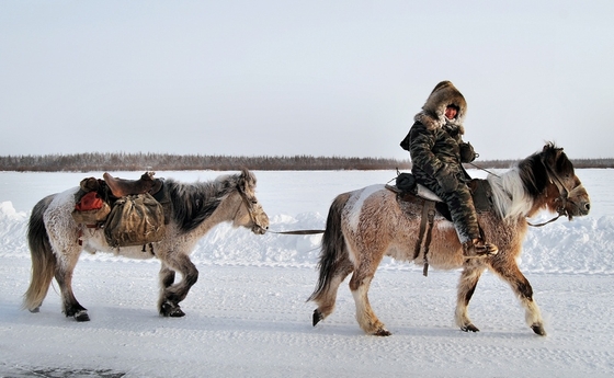 Якутские лошади – дети Джесегея // ЗМ №1(125)2013