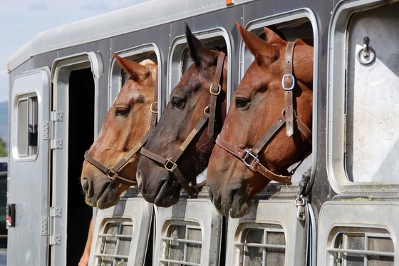 Исследования показывают, что перевозки даже на короткое расстояние могут ослабить иммунитет пожилых лошадей