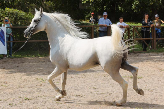 Завершился чемпионат России (RASB) шоу-лошадей арабской чистокровной породы