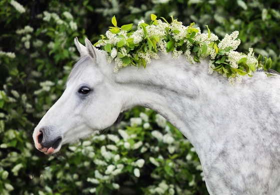 Поздравляем конников с днем Флора и Лавра!