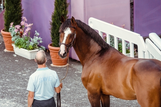 Вступает в силу система санкций за несоблюдение требований к здоровью лошадей, связанных с EHV-1