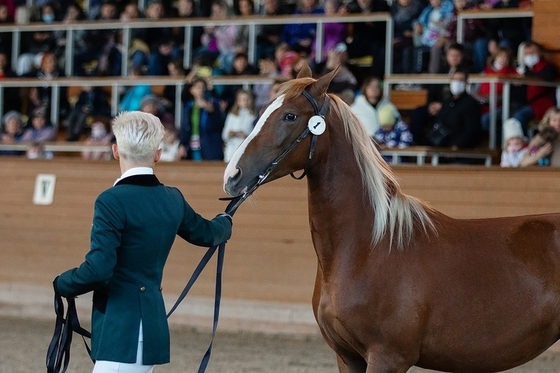 На МКЗ №1 прошел аукцион орловских лошадей 