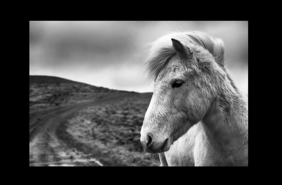 Французский журналист опубликовал книгу о лошадях исландской тундры