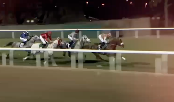 Скачки для арабских лошадей Jewel Crown пройдут в Абу-Даби 
