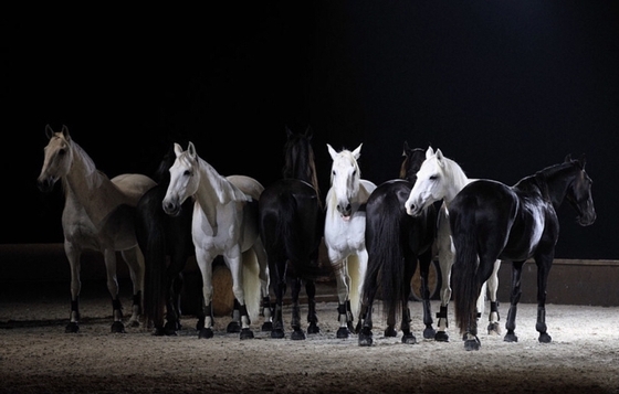 В Венеции прошла фотовыставка Александра Забегина «Магия лошади»