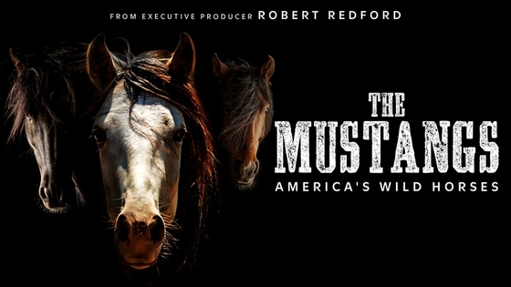Новый фильм о диких лошадях Америки «Мустанги» 