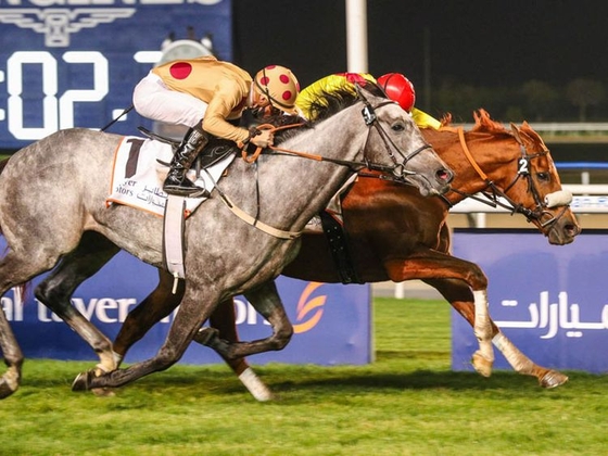 Конь без жокея выиграл скачку в Дубае 