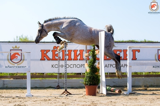 Арабский жеребец победил спортивных лошадей на выводке-экспертизе