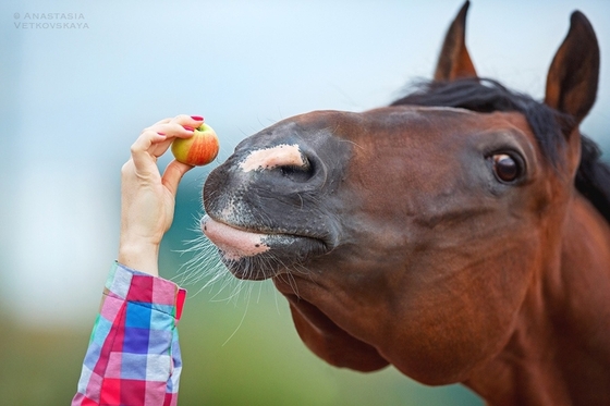 Лошади способны проявлять самообладание