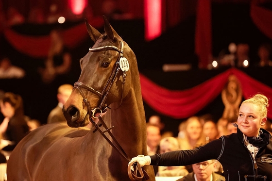 4 млн евро за 6-летнюю лошадь на аукционе P.S.I. 2022