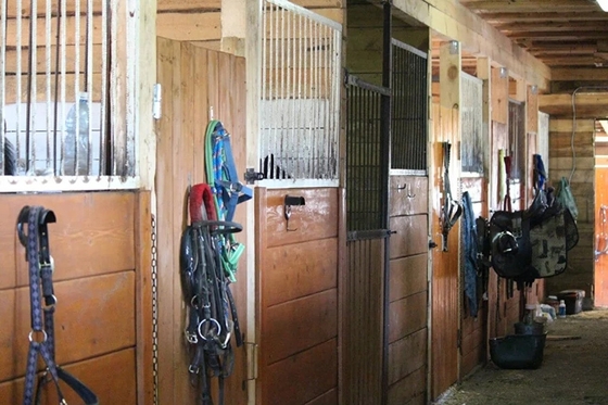 Пожар в конном клуб "Подворье": погибли лошади