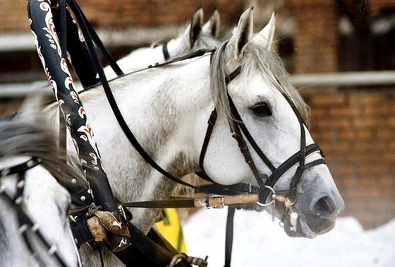 Зимний Чемпионат русских троек.