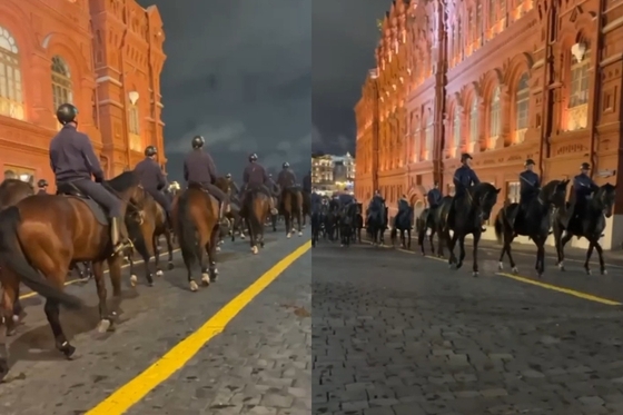 Ленинградские лошади пройдут с Парадом Победы по Красной площади