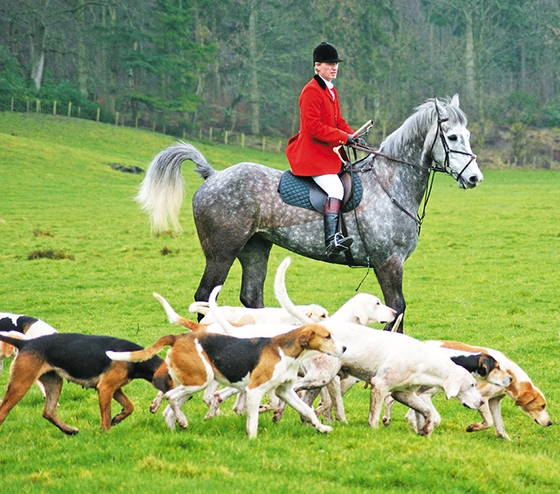 Великобритания: культ лошади. Часть III: традиции и современность