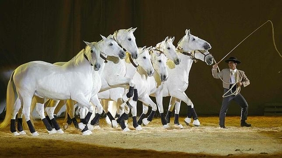 Международная выставка лошадей SICAB 2014