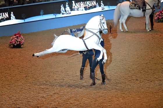 Международное конное шоу "Олимпия"