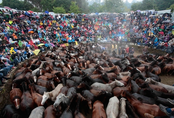В Испании прошел фестиваль укрощения диких лошадей «Rapa das Bestas»