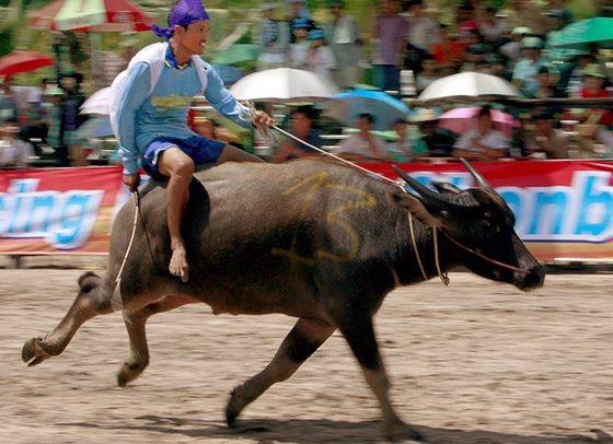 Скачки на буйволах пройдут в Тайланде
