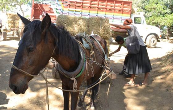 Английские благотворительные организации помогают голодающим лошадям