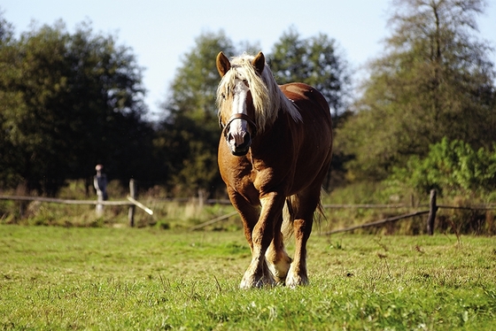 Гиганты конного мира: Клейдесдали. Тяжелая поступь шотландских гор