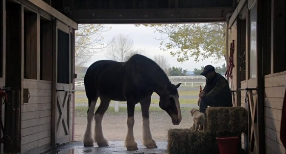 Реклама с лошадьми вновь покоряет просторы интернета