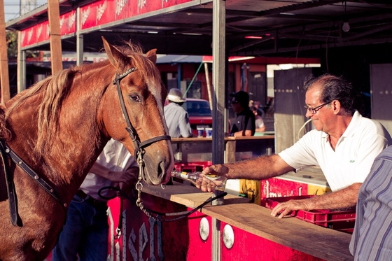 Запрет на управление лошадью в нетрезвом виде отменят?