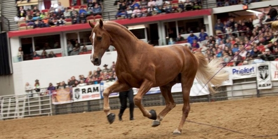 Midwest Horse Fair 