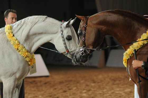 Dubai International Horse Fair