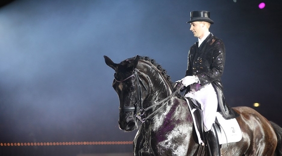 Danish Warmblood National Stallion Horse Show