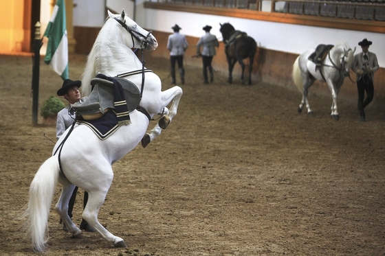Москвичи увидят выступления Королевской андалусской школы верховой езды
