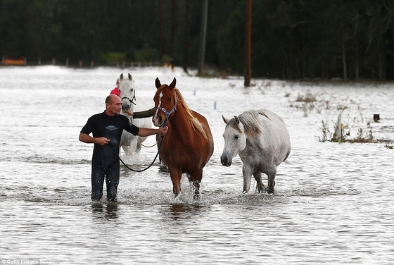 Мужчина шесть часов спасал лошадей от наводнения
