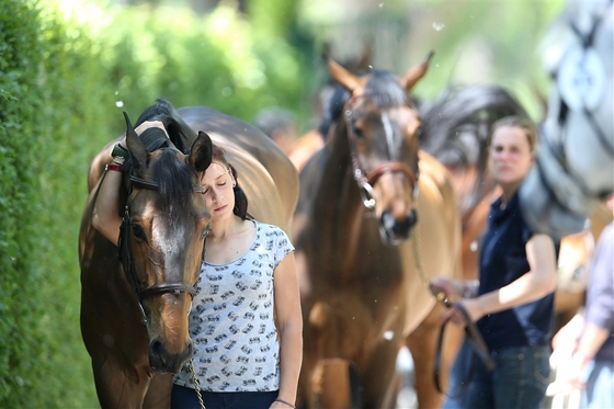 Longines Global Champions Tour. Мадрид