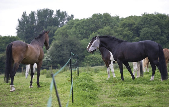 Элекстропастух повышает чувство стресса у лошадей?
