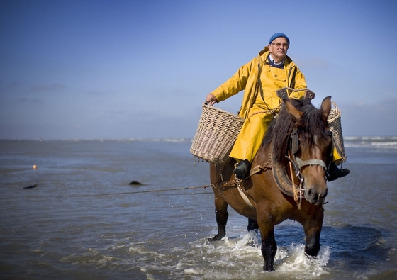 Бельгийские рыбаки предпочитают лодкам лошадей