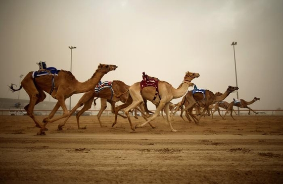 Сезон верблюжьих скачек открыли в ОАЭ