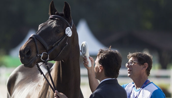 На Олимпиаду в Рио-де-Жанейро лошадей могут не пустить