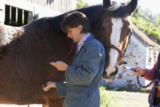 Бесплатная ветеринарная консультация ждёт конников на Эквиросе
