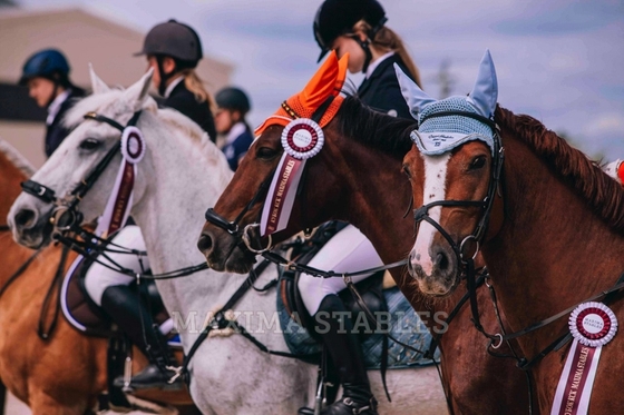 В Maxima Stables пройдет турнир по конкуру на Кубок Gold Mustang