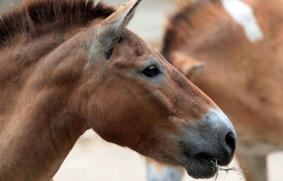 Заповедник «Оренбургский»: лошади Пржевальского из Франции выпущены на участок «Предуральская степь»