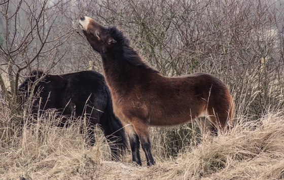 Эксмурские пони выпущены на волю в Чехии