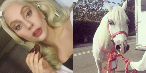 Леди Гага получила в подарок на Рождество…лошадь!