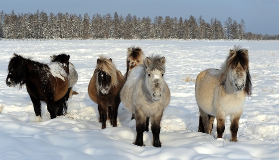 Ижевск: конференция по аборигенным породам лошадей пройдет в феврале