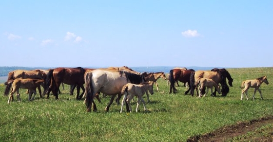 Фермер из Татарстана займётся восстановлением татарской породы лошадей