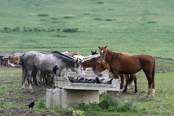 Ставропольский конный завод был оштрафован на 700 тысяч рублей
