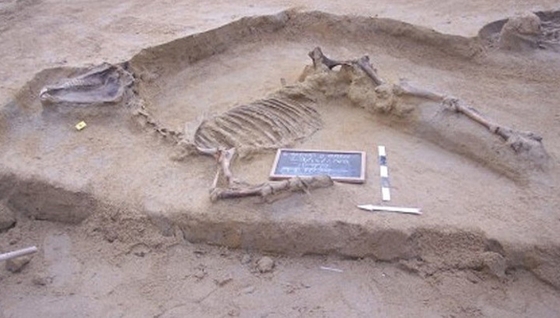 В Афинах археологи обнаружили очень редкое конное захоронение