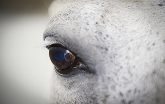 Новости науки: лошади видят мир практически как мы
