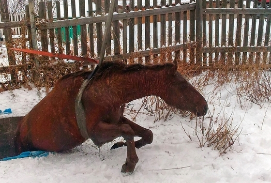 В Приморье пожарные спасли лошадь, упавшую в септик