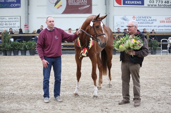 Бельгийский полукровный Наксель В. получил титул «Sieger Stallion»