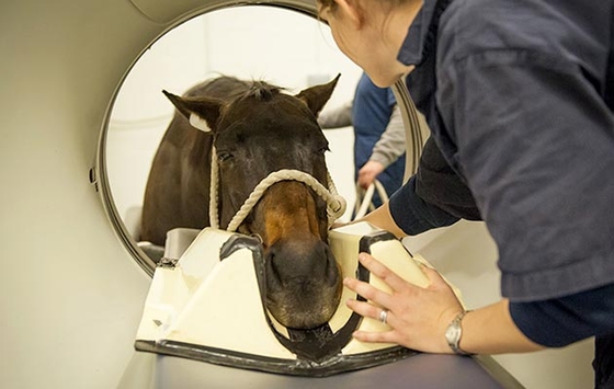 В Великобритании появилось оборудование для МРТ, разработанное специально для лошадей 