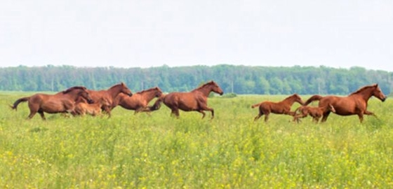 Казаки Михайловска получат в дар шесть будённовских лошадей